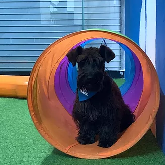 Perro en área de espera en la estética canina