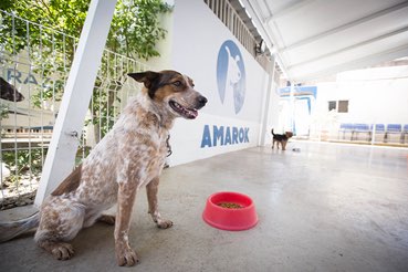 Perro en entrenamiento