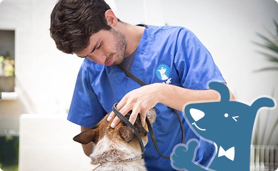 Veterinario revisando a perro