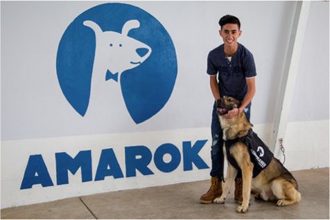 Perro adiestrado con su dueño