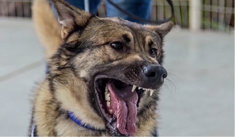 Perro adiestrado para ser guardian